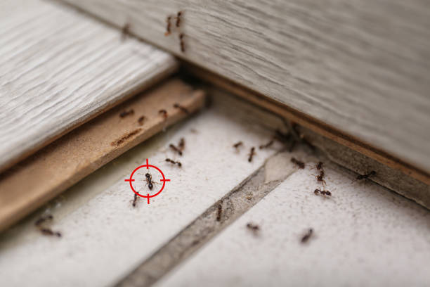 Best Bed Bug Extermination  in Santa Moni, CA